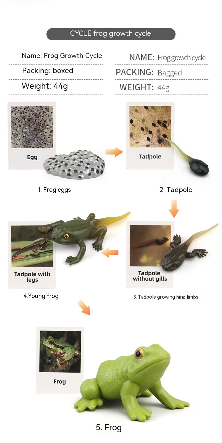 Title 21, Cycle de croissance des plantes et des animaux ...