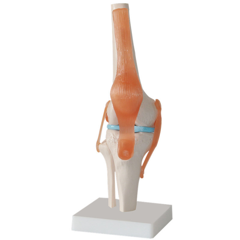 Human Knee Joint Anatomical Model