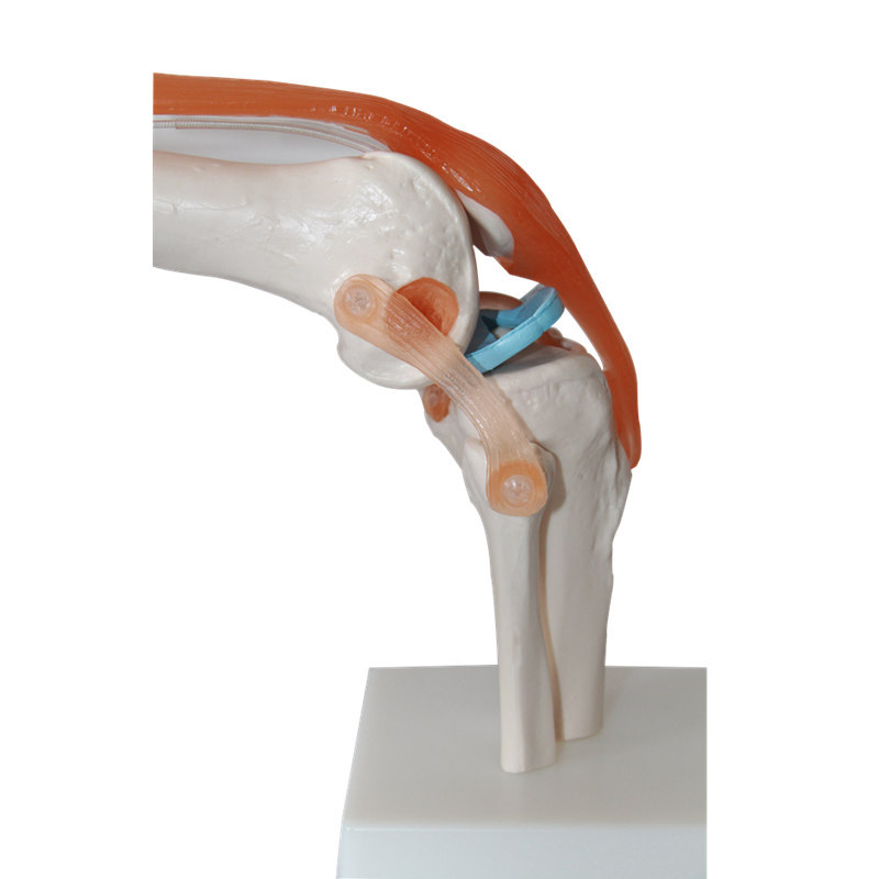 Human Knee Joint Anatomical Model