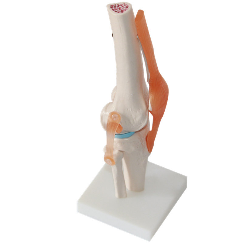 Human Knee Joint Anatomical Model