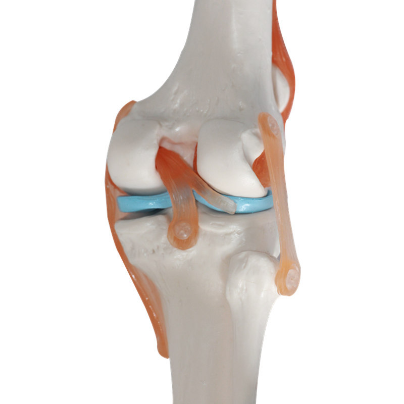 Human Knee Joint Anatomical Model