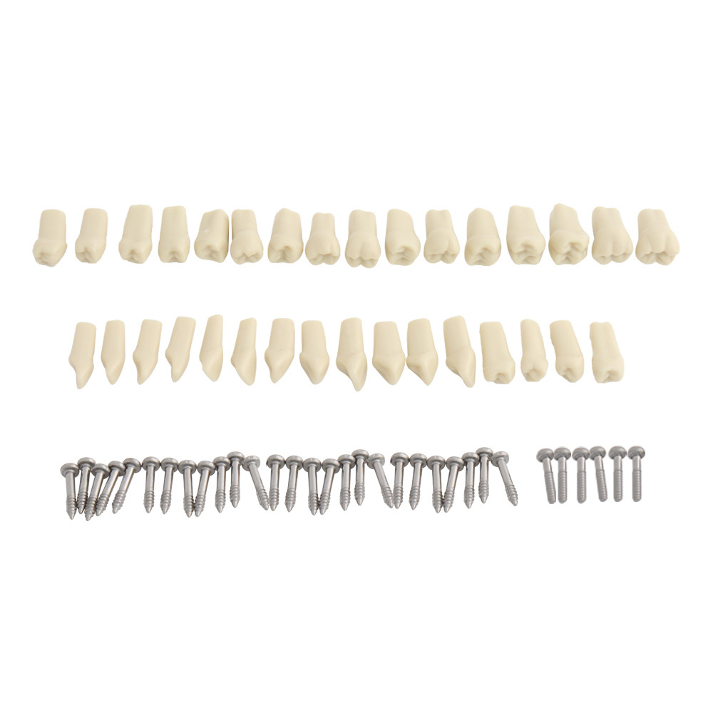 Articulated dental with movable teeth Anatomical Model