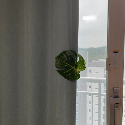 Title 6, Monstera Deliciosa Curtain Buckle Bandage Punch...