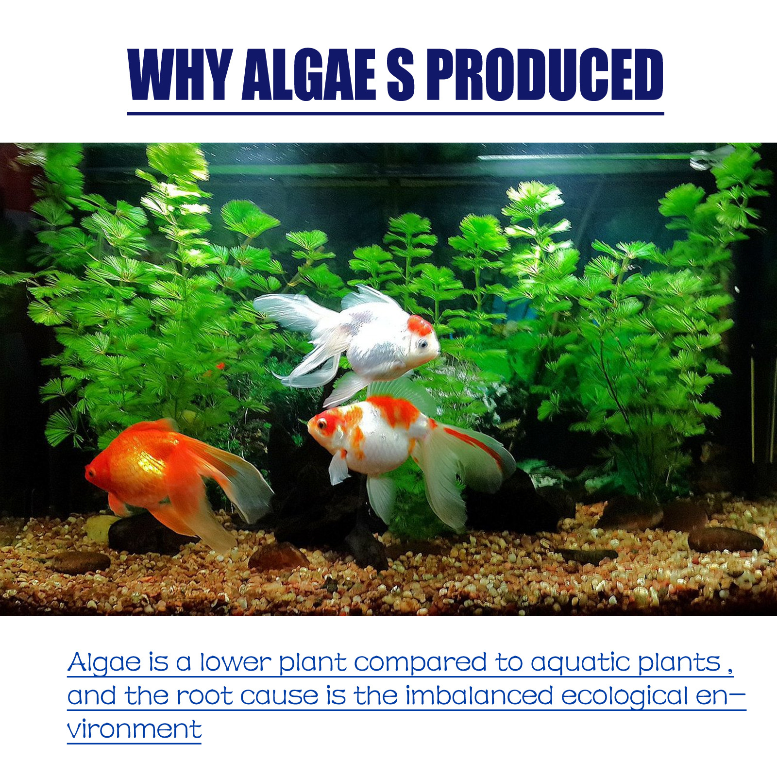 Title 5, Algae-removing And Moss-removing Agent Aquarium