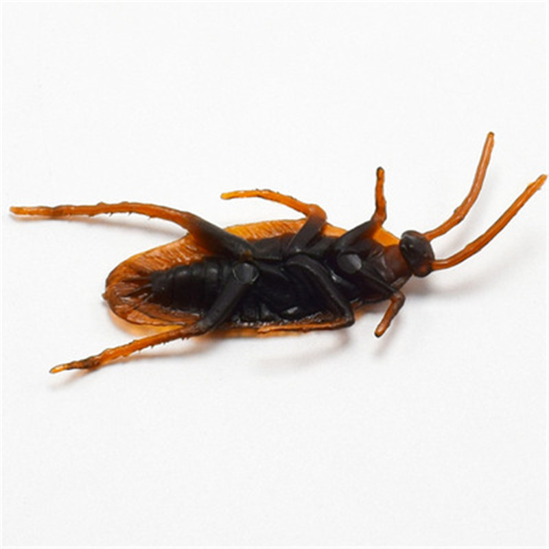 Title 5, Simulated Cockroach April Fool