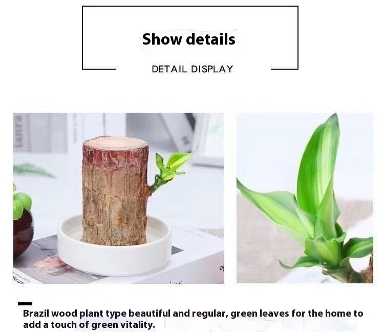 Title 7, Desktop Liren Green Plant Pot Living Room Interior