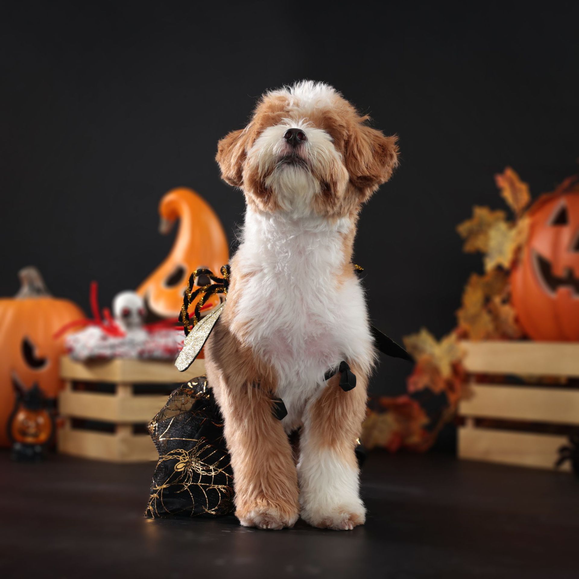 Title 9, Costume de chien pour Halloween Fête Vêtements ...