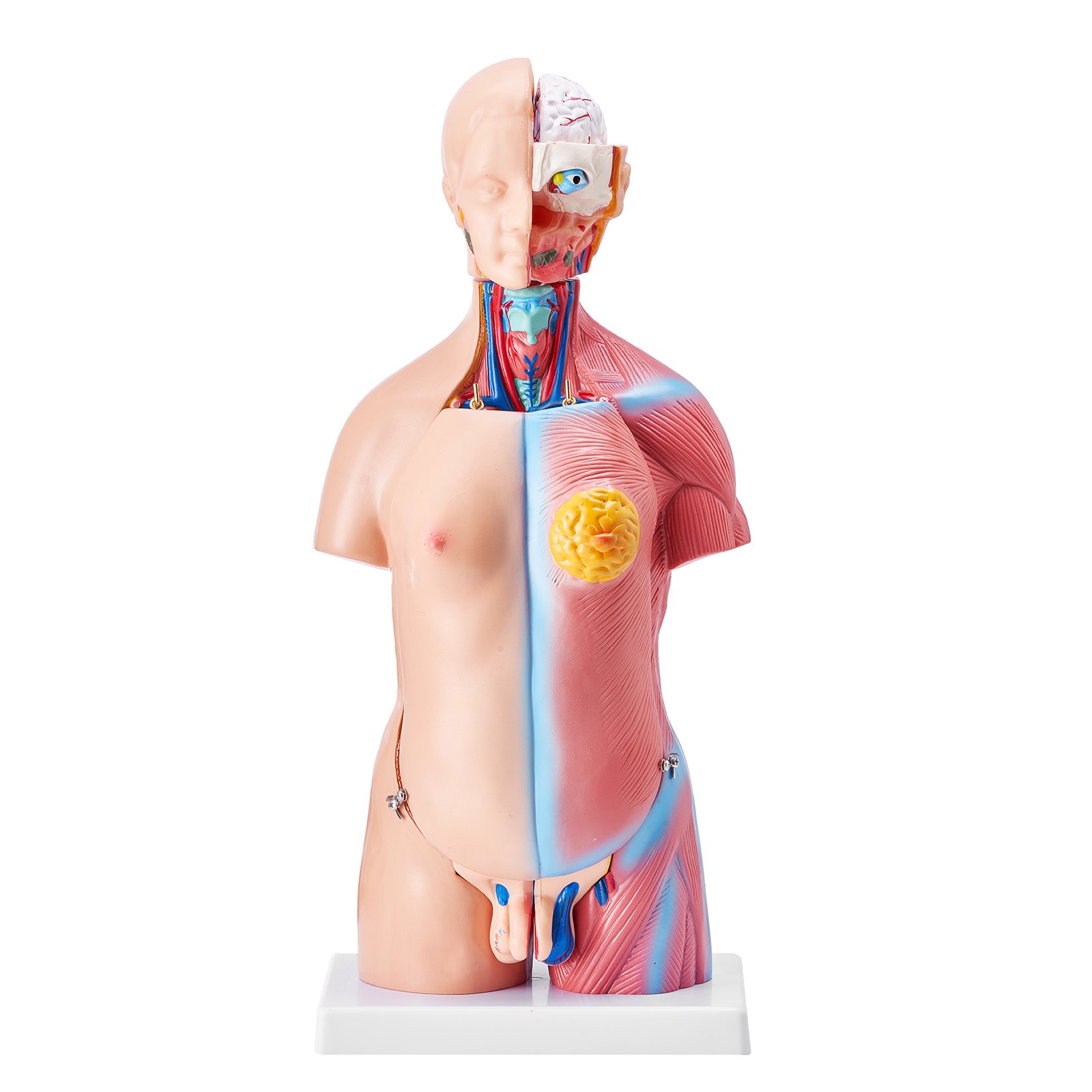 Human Body Model, 23 Parts 18 Inch, Human Torso Anatomy Model Unisex Anatomical Skeleton Model With Removable Organs, Educational Teaching Tool For Students Science Learning Education Display - Image 1
