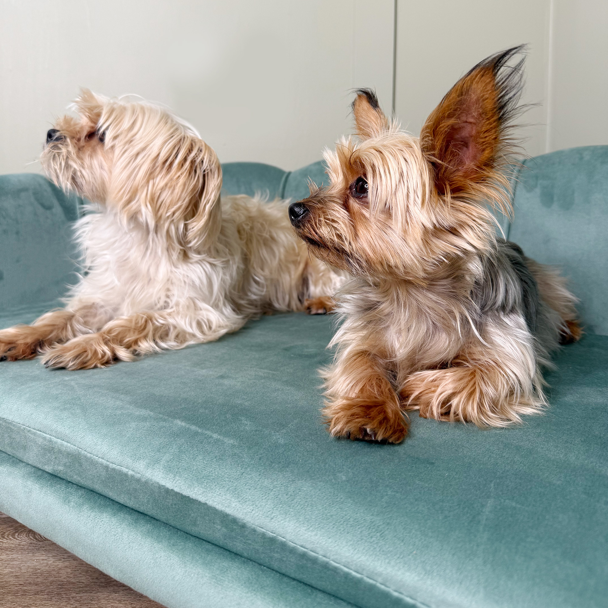 4f6a1a43 6493 4cd9 870f Bd78f42dcad0