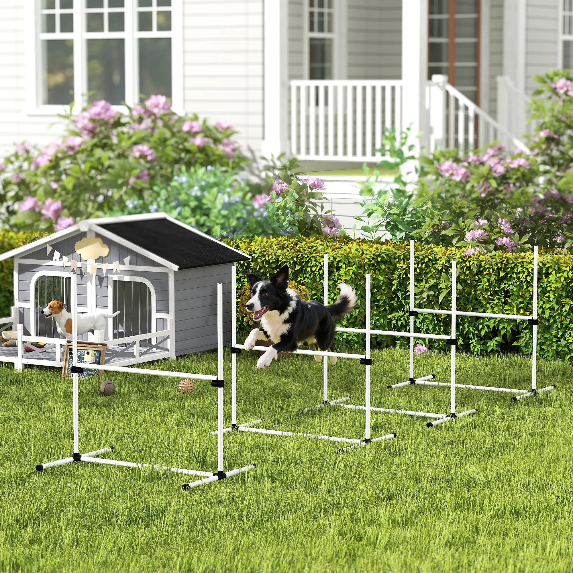 Dog Agility Training Equipment