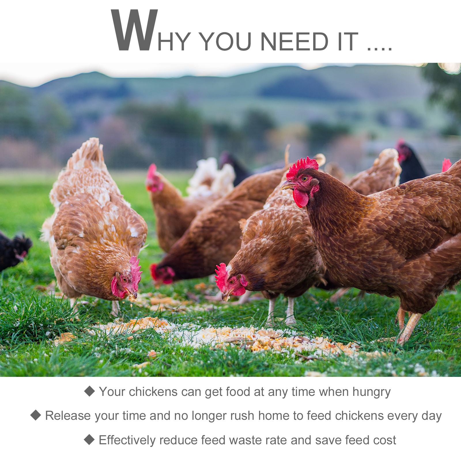  30 lbs Capacity Automatic Chicken Poultry Feeder with a Galvanized Steel and Aluminium Build, Weatherproof Design