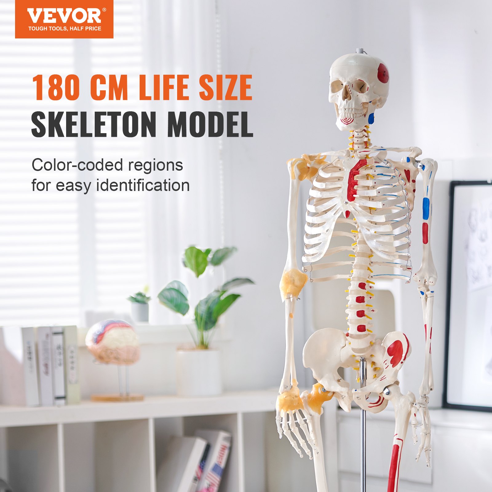 Human Skeleton Model For Anatomy, 1820 Mm Life Size, Accurate PVC