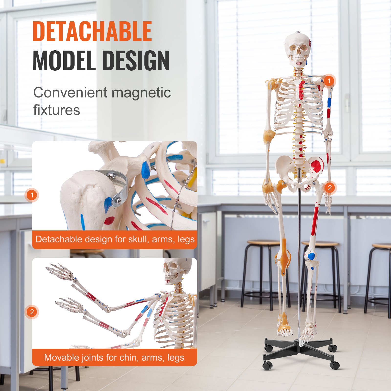 Human Skeleton Model For Anatomy, 1820 Mm Life Size, Accurate PVC — image 2