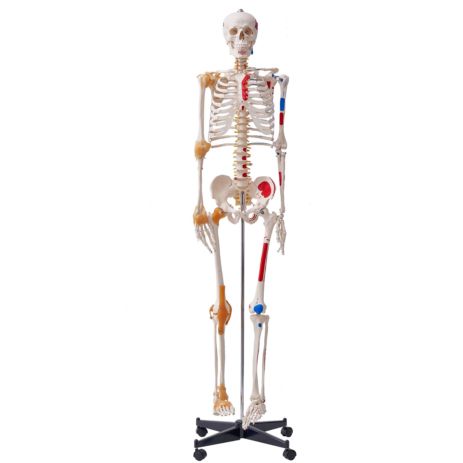 Human Skeleton Model For Anatomy, 1820 Mm Life Size, Accurate PVC — image 5