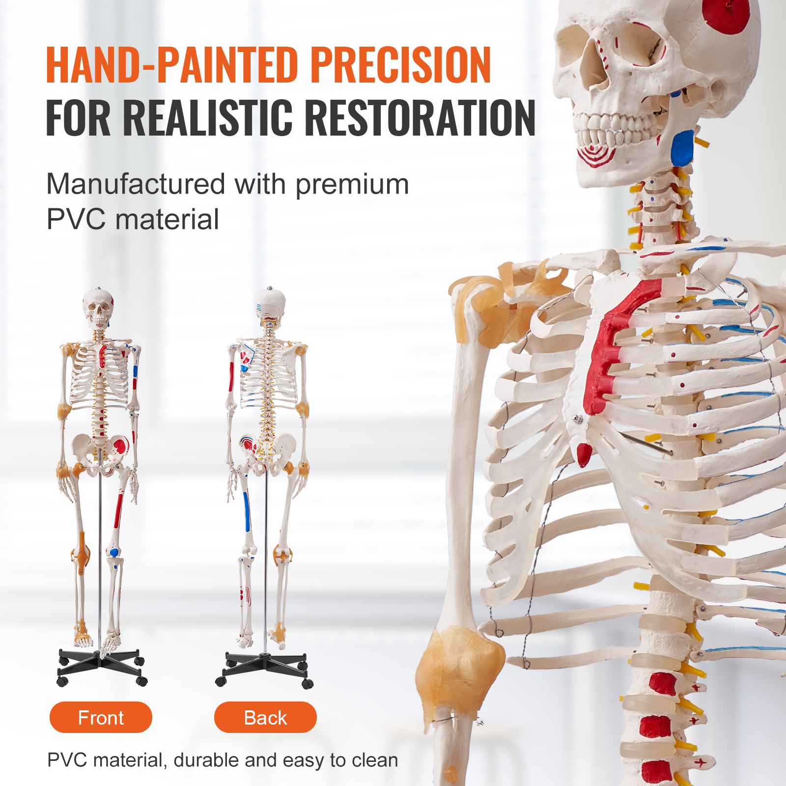 Human Skeleton Model For Anatomy, 1820 Mm Life Size, Accurate PVC — image 4