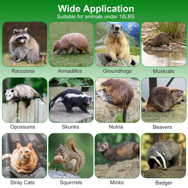 Live Animal Cage Trap For Animals Under Easy To Setup Humane Galvanized Iron Trap Cage For Raccoons Armadillos Groundhogs Muskrats Opossums Skunks