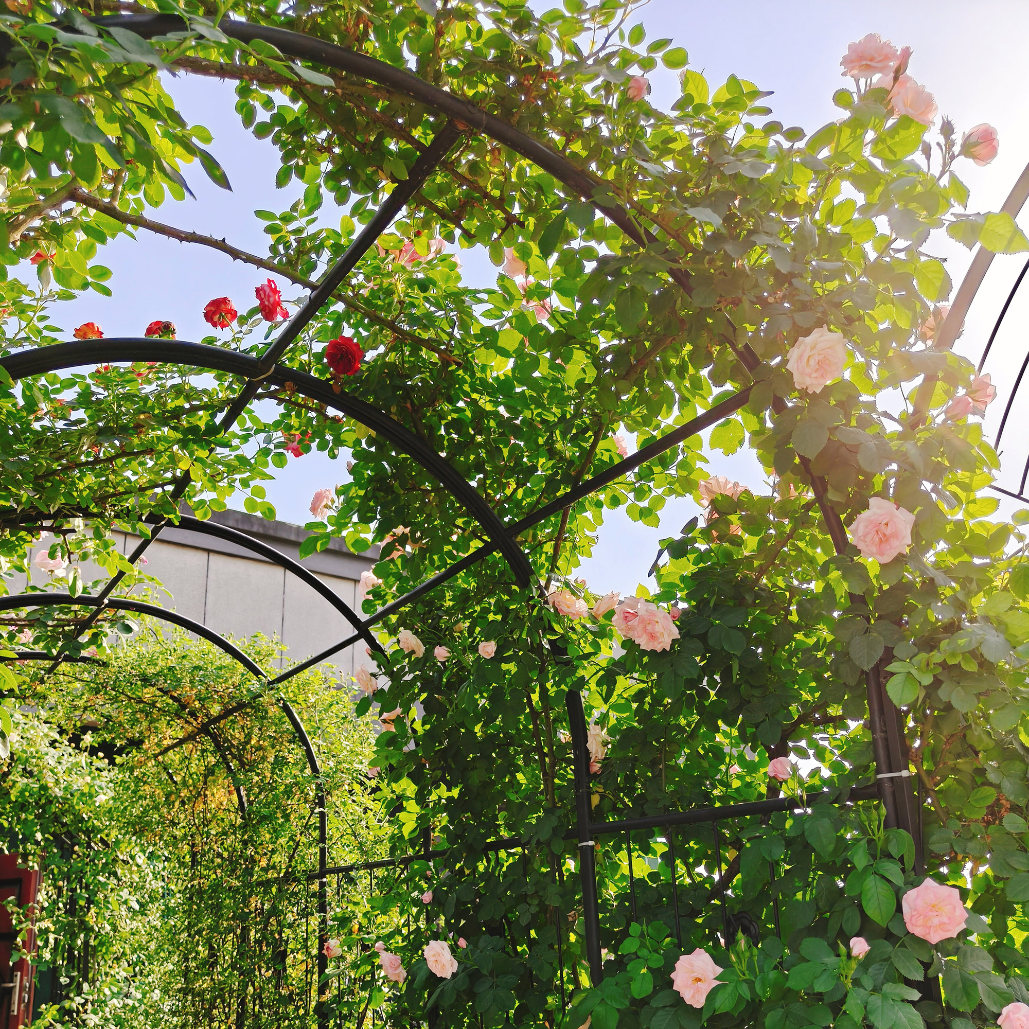 Metal Garden Arch With Gate 79.5  Wide X 86.6  High Climbing Plants Support Rose Arch Outdoor Black