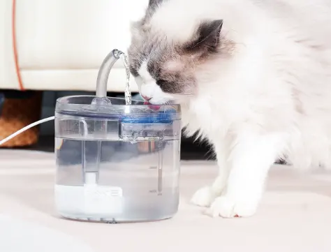 Pet water dispenser-automatic recycling model-transparent