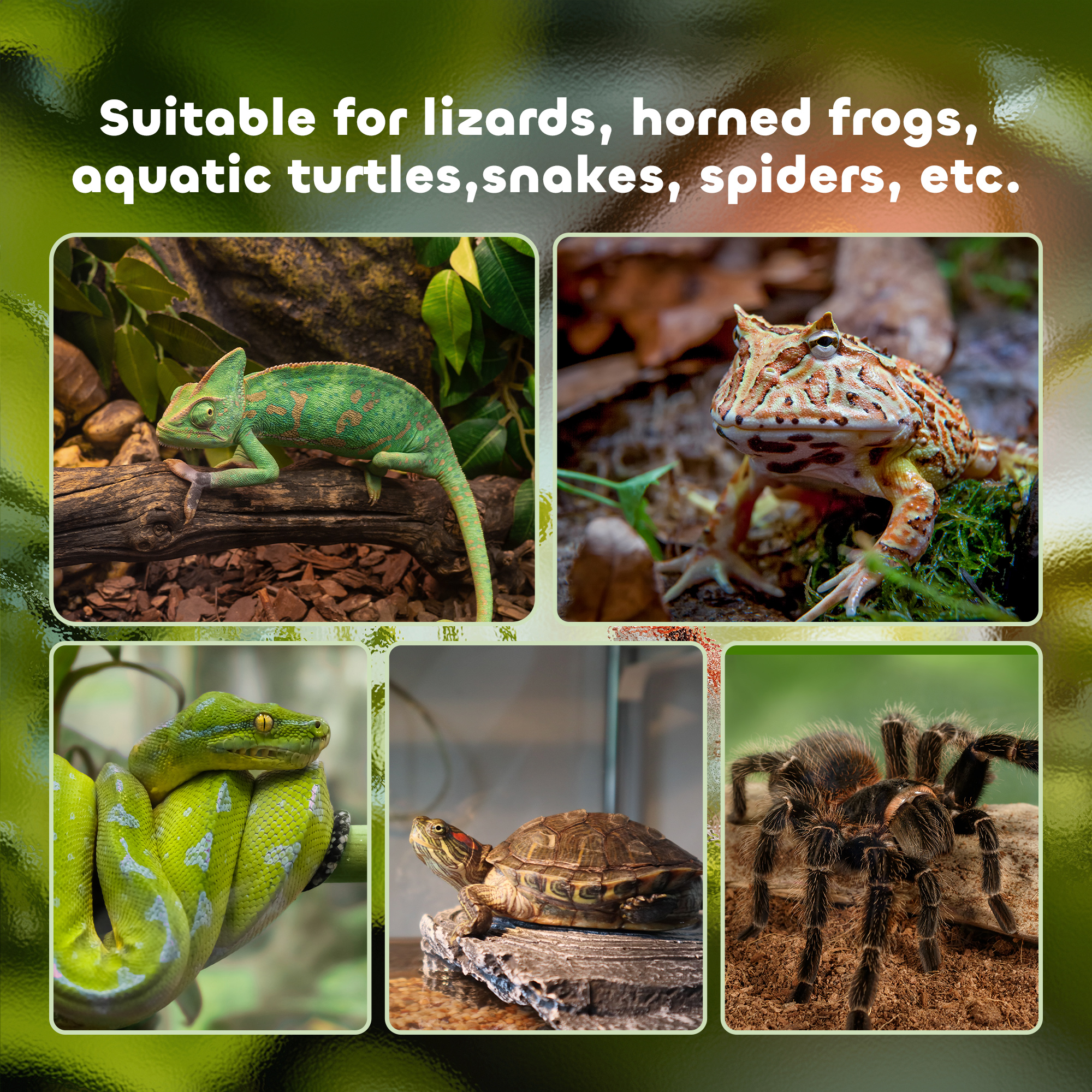 Glass Reptile Terrarium Insect Breeding Tank Vivarium