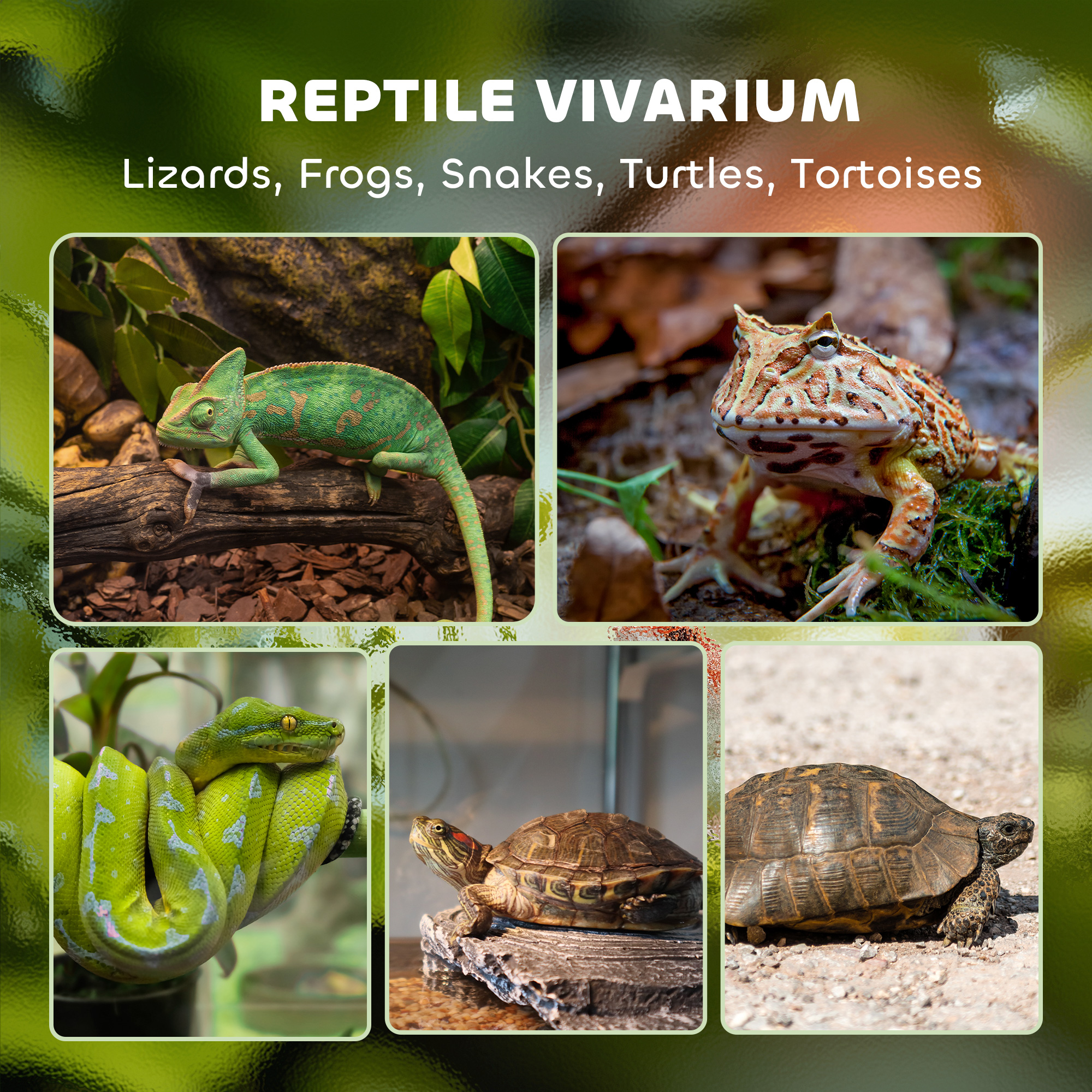 Reptile glass terrarium with stone background,front