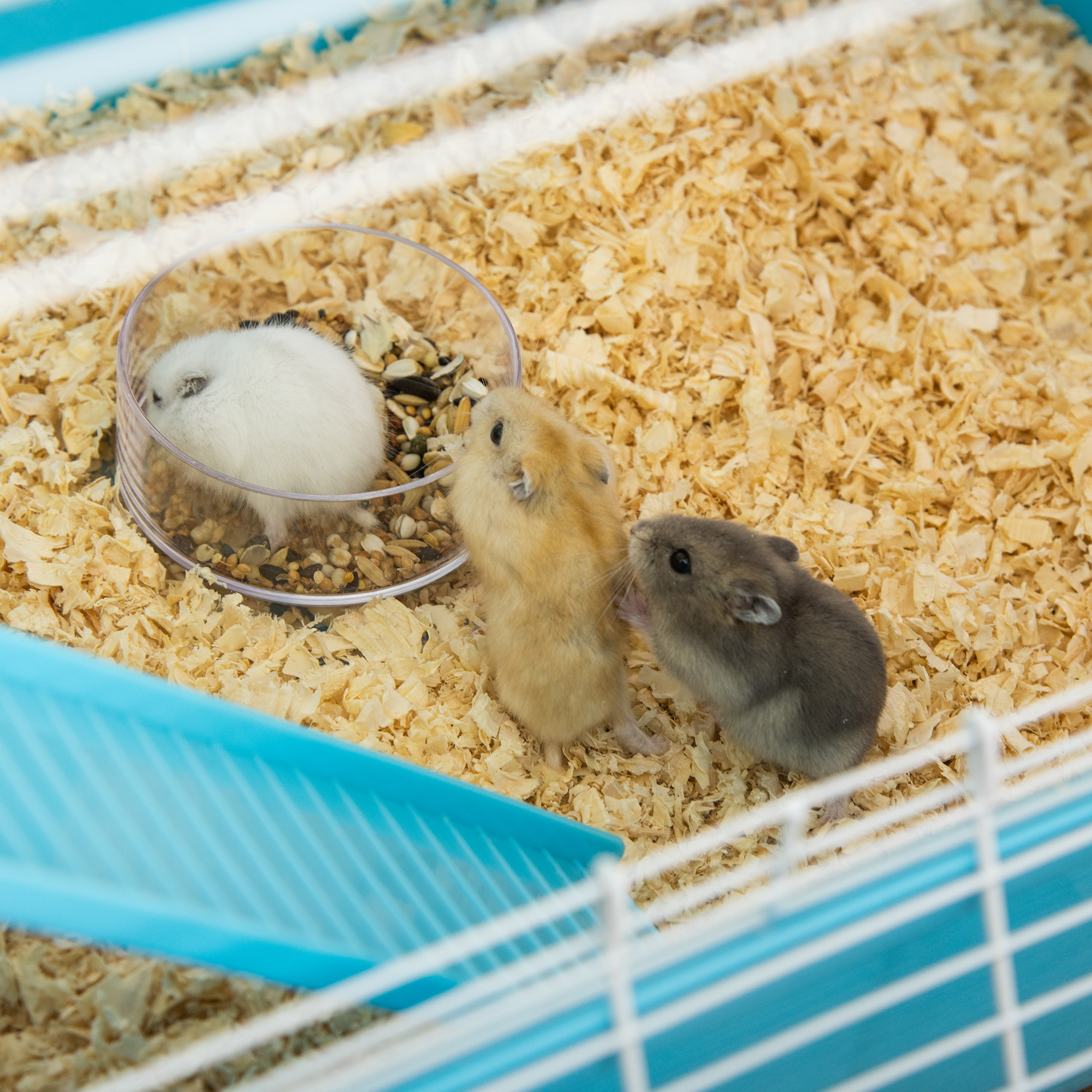 Hamster Cage W/ Water Bottle,Exercise Wheel,Tubes,Ramps-Light Blue — image 5