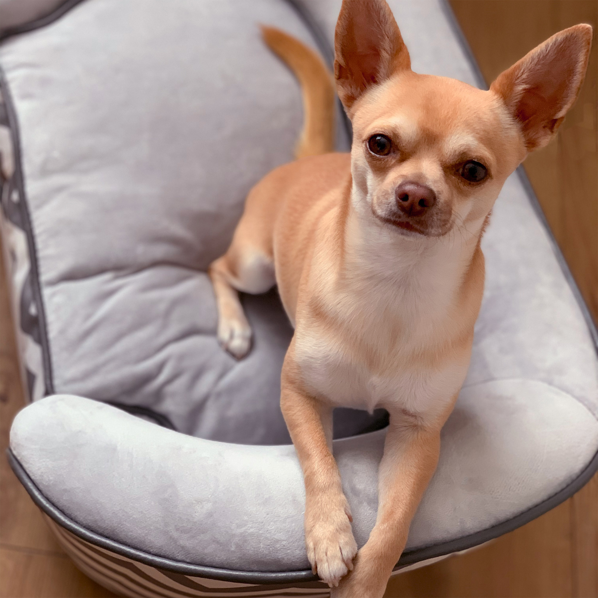 Dog Sofa Pet Couch For XS Dogs W/ Removable Sponge Padded Cushion-Grey