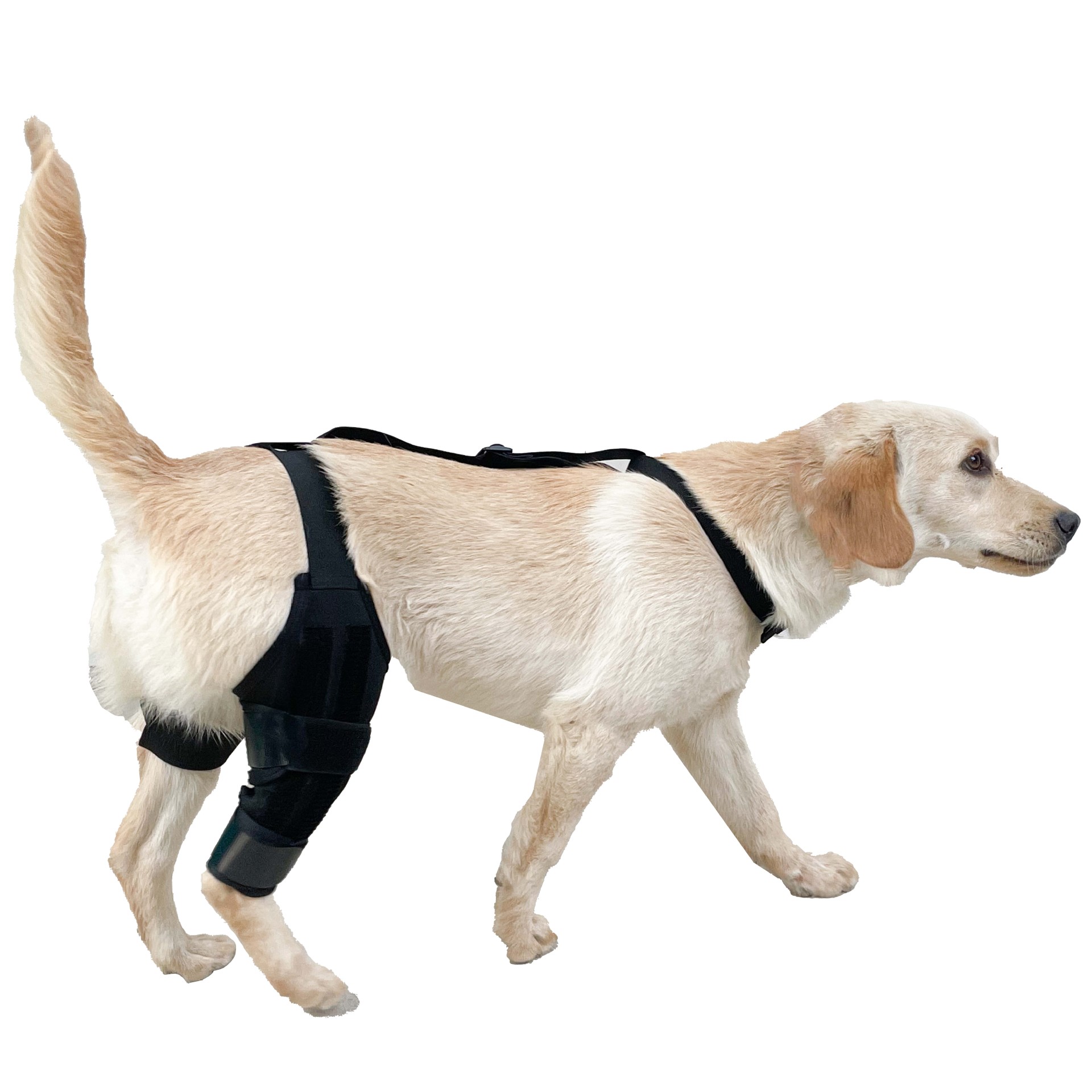 Dog Knee Brace -- Joint Protection