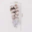 Big Bird Feather