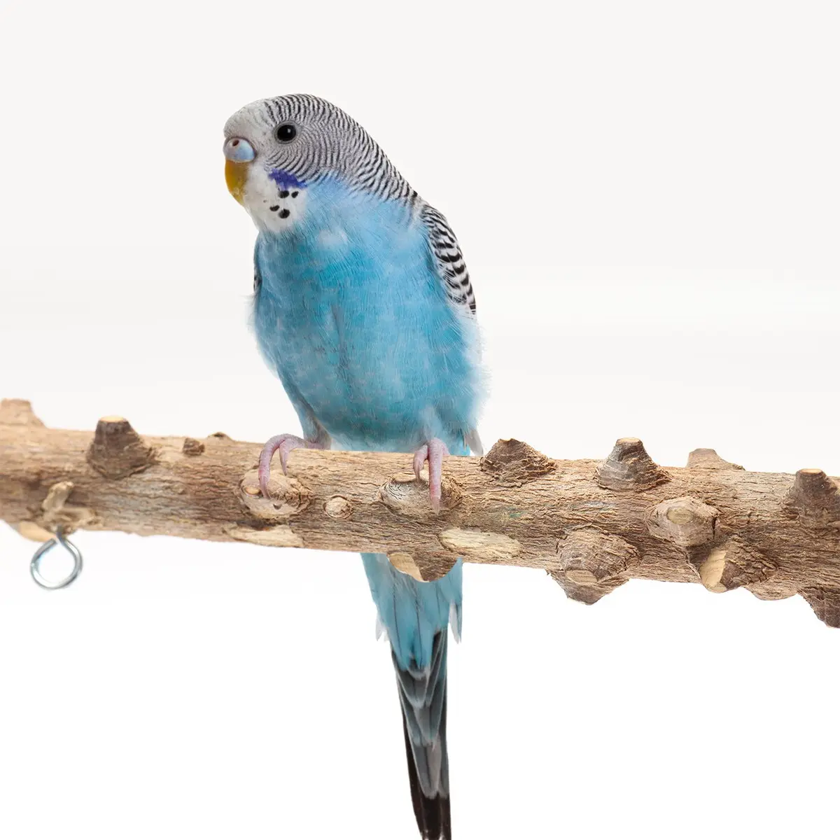 Bird Playground Interactive Platform Stand Pole Solid