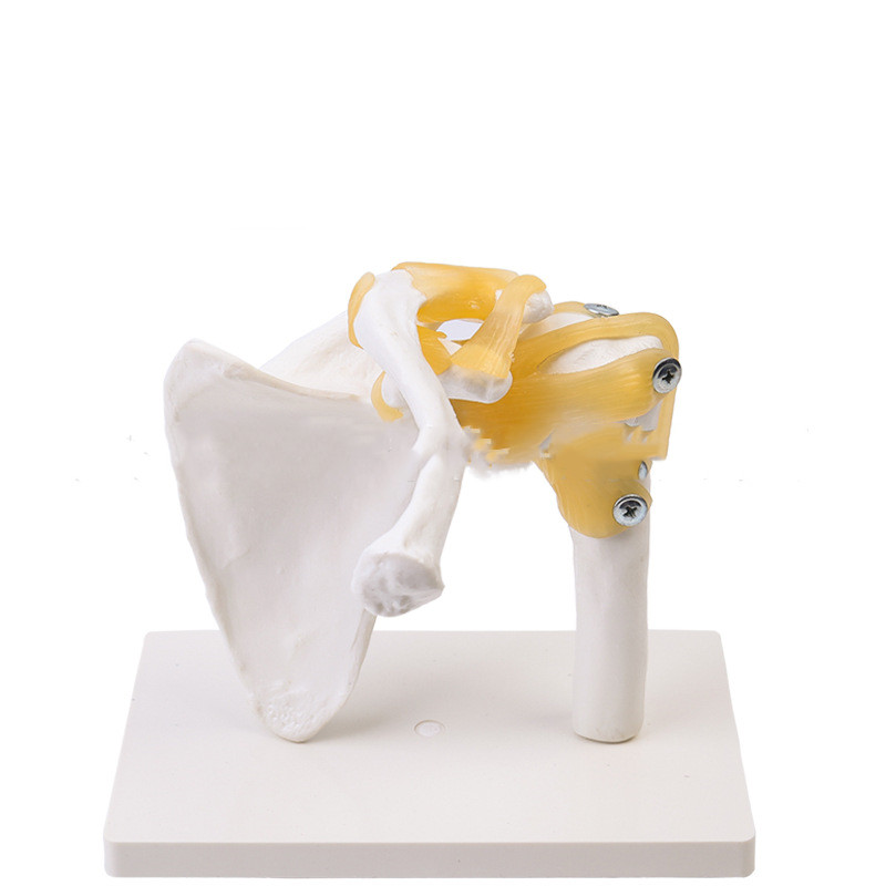 Shoulder Joint With Ligament Skeleton anatomical PVC Model