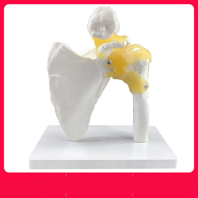 Shoulder Joint With Ligament Skeleton anatomical PVC Model
