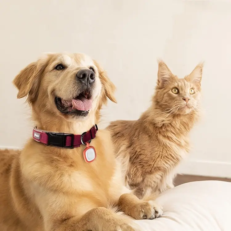 Pet Cats And Dogs Brand Name Anti-loss