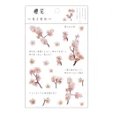 Cherry Blossoms
