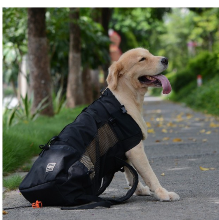 Title 4, Lo zaino per cani e animali domestici sta uscendo