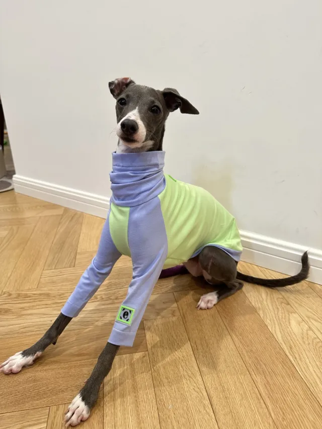 Color Matching Cotton T shirt Vest Linton Terrier Clothes Fluorescent Green - Shop at LoveMi