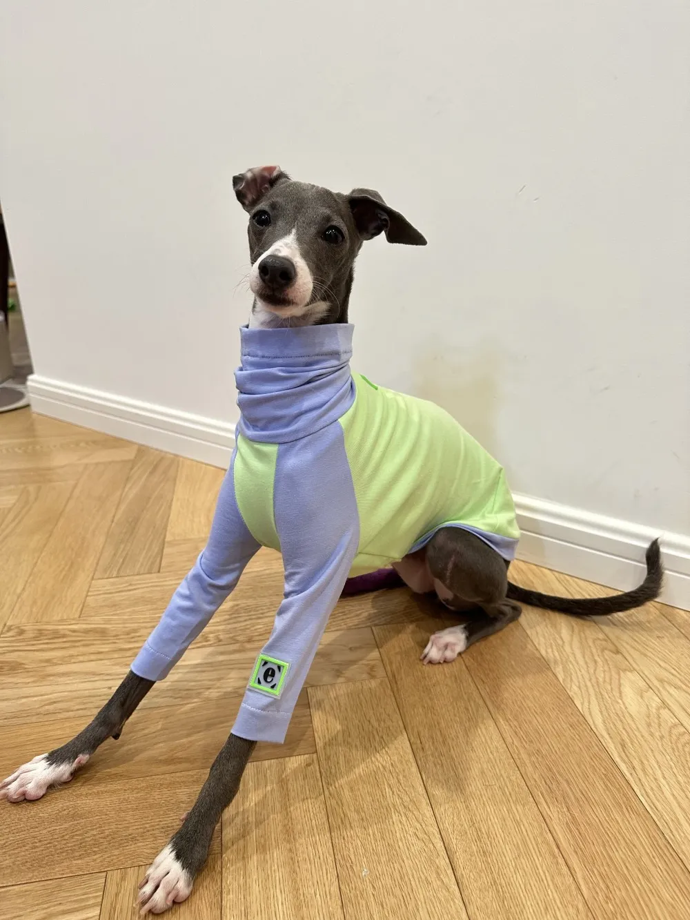 Color Matching Cotton T-shirt Vest Linton Terrier Clothes - Fluorescent Green