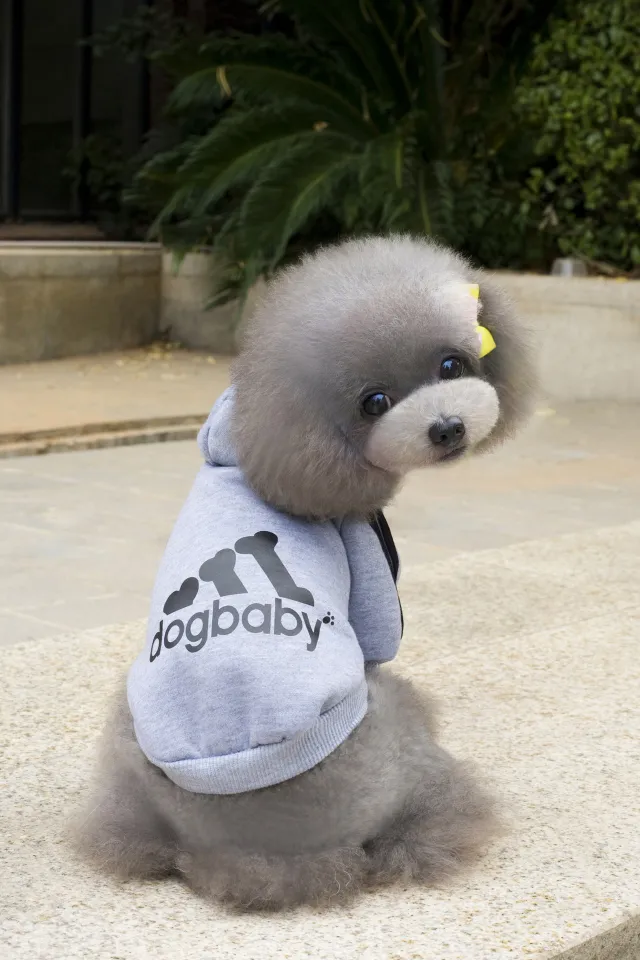 Fashion Dog Clothes For Small Dogs Cats Puppy Hoodies Warm Pet Clothing for Dog Coat Jacket Yorkies Chihuahua Clothes Gray - Shop at LoveMi