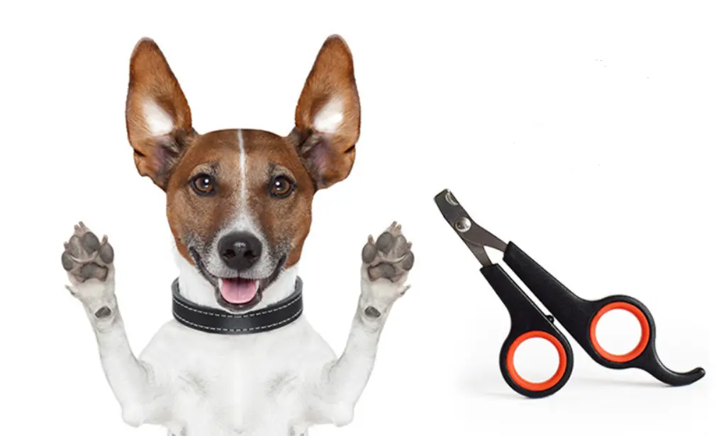 Dog Nail Clipper Pet Scissors