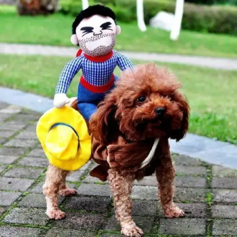 Dog Clothes