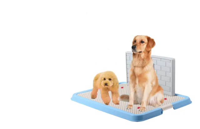 Dog Toilet Puppy Dog Supplies Teddy Dog Urinal Potty Golden Hair Puppies Blue - Shop at LoveMi