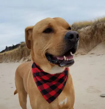 New Classic Plaid Pet Saliva Towel Double Dog Triangle