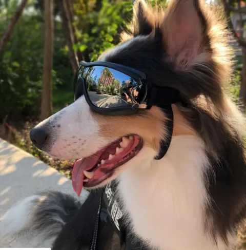 Pet Glasses Dog Supplies Goggles Waterproof Windproof Sunscreen UV