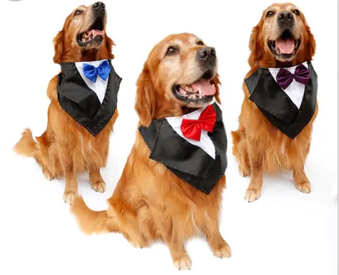 Wedding Tuxedo Big Dog Triangle Scarf Large Dog Golden