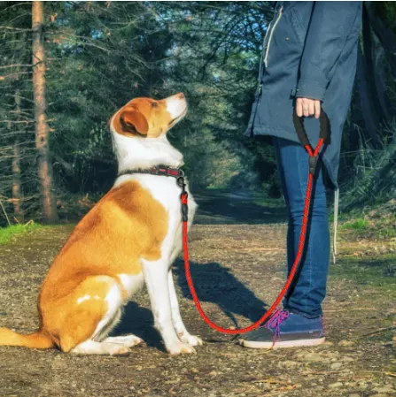 Reflective Dog Leash Nylon Pet Dog Rope for Small