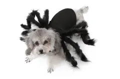 Hot Pet Spider Clothes Puppy Cat Terror Simulation Plush Spider Transforms Party Dress Up - Black - View 1