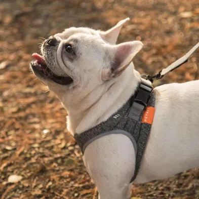 Dog Rope Collar