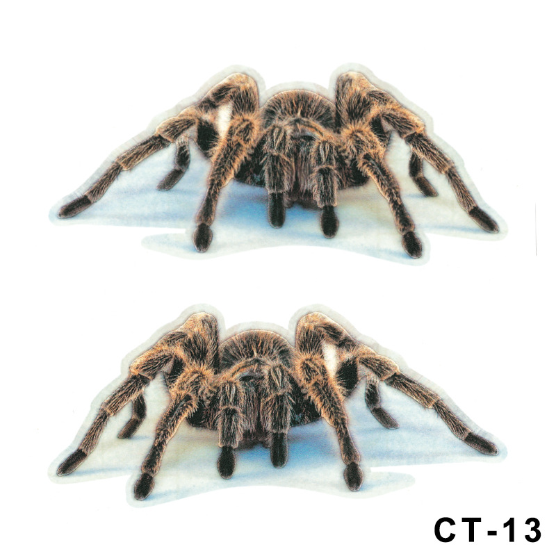 Spider pair