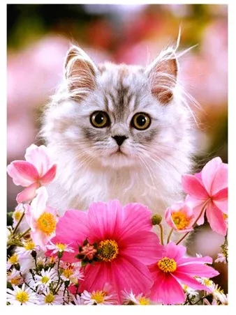Regard de chat - Diamond embroidery kit - No Frame