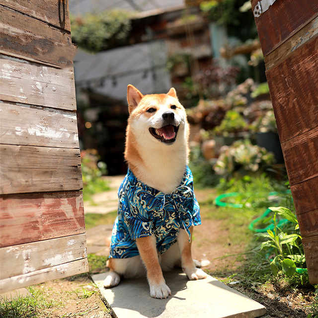 Shiba Inu Japanese pet kimono