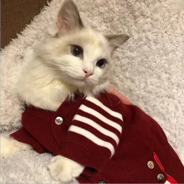 Cat pet clothes Red - Shop at LoveMi